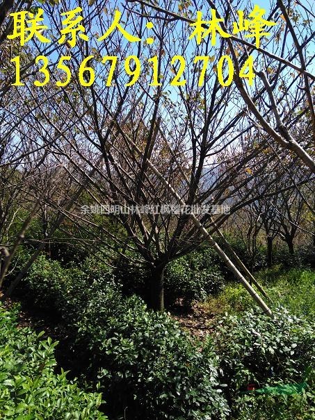 22公分樱花批发基地