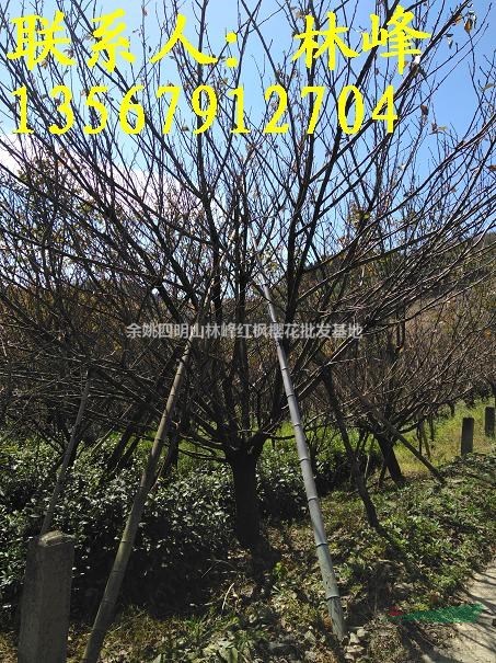 22公分樱花批发基地