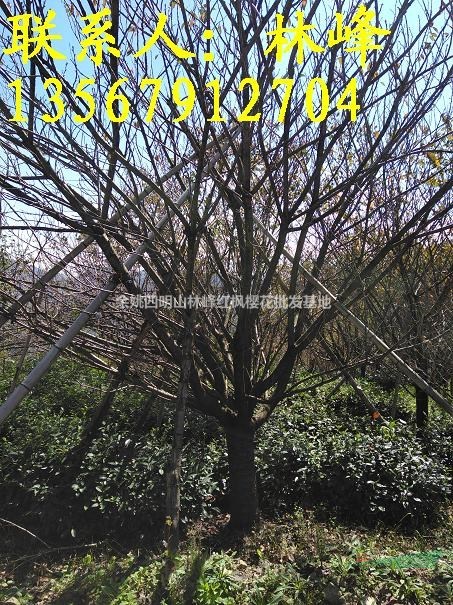 中国最大的25公分晚樱批发基地