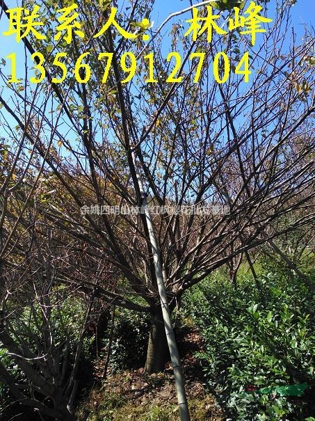 中国最大的25公分晚樱批发基地