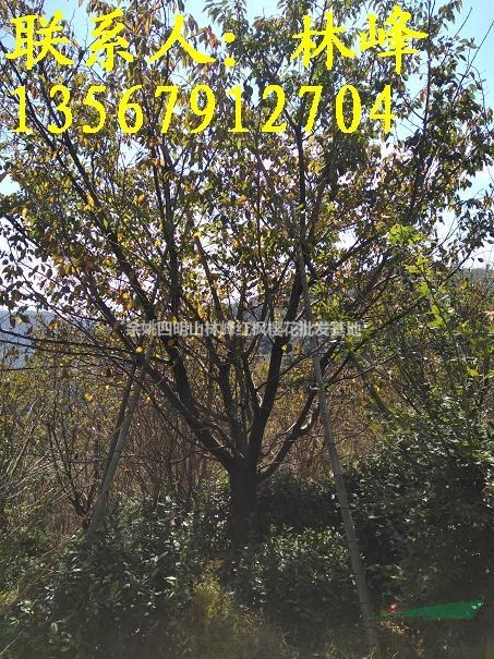 中国最大的25公分晚樱批发基地