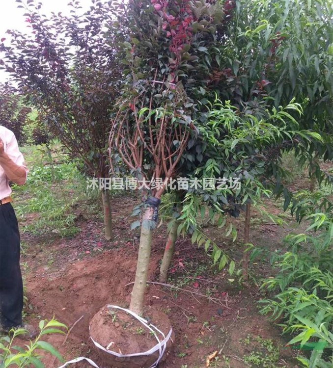 美人梅产地 美人梅树价格 美人梅树图片 销售美人梅树 花灌木