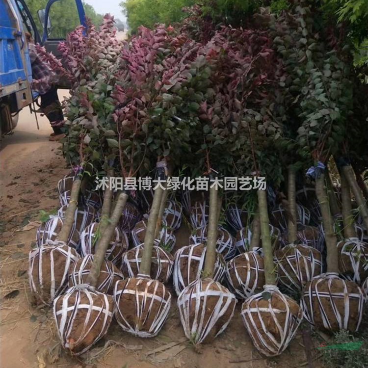 美人梅产地 美人梅树价格 美人梅树图片 销售美人梅树 花灌木