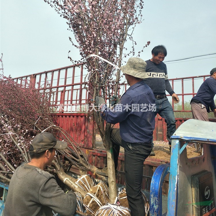 美人梅产地 美人梅树价格 美人梅树图片 销售美人梅树 花灌木