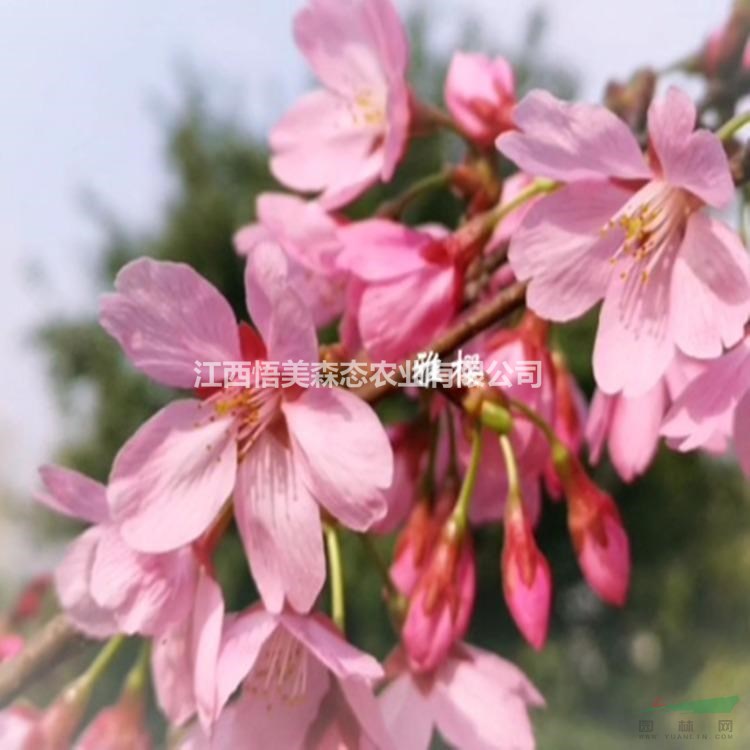 雅櫻（公主櫻）櫻花嫁接小苗 櫻花1-9公分