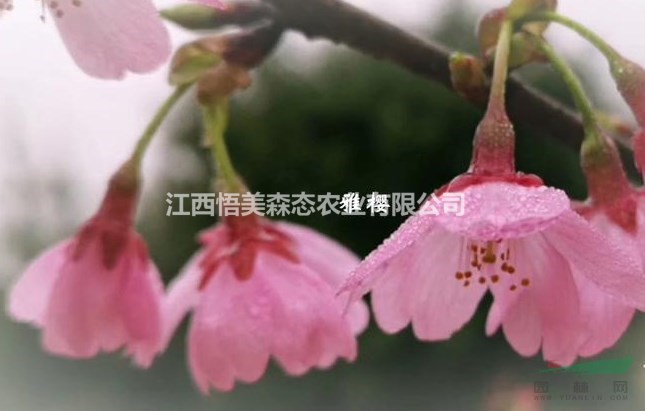 雅櫻（公主櫻）櫻花嫁接小苗 櫻花1-9公分