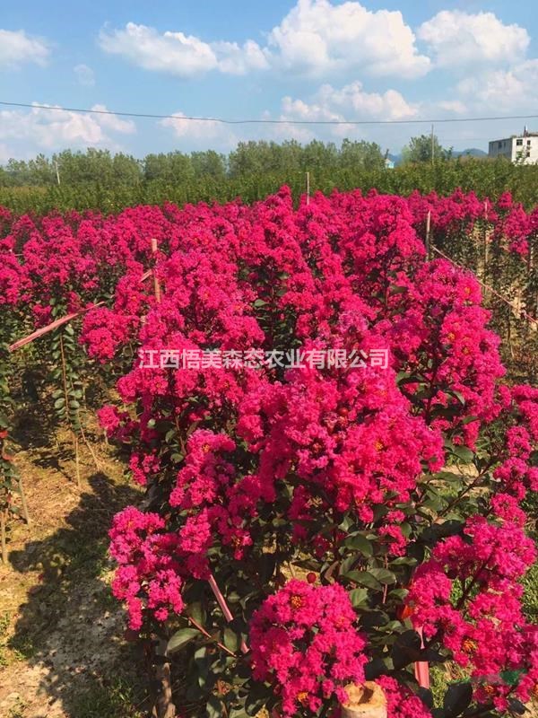 美國天鵝絨紫薇 夏季紫薇花海 紫薇小苗 叢生紫薇