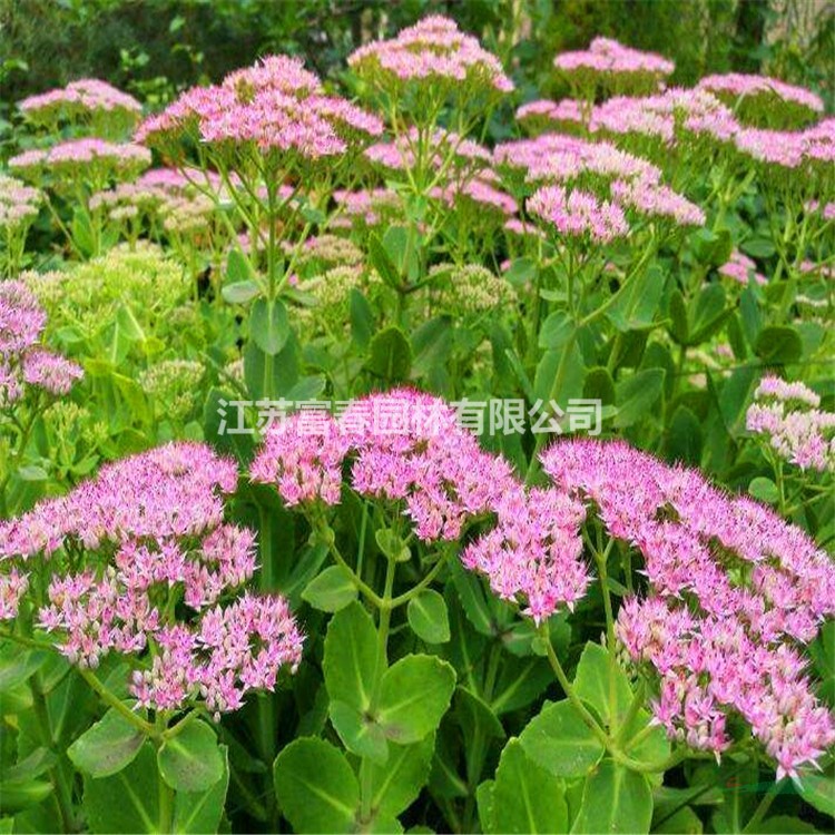 基地直銷八寶景天 觀花植物陽(yáng)臺(tái)盆栽 宿根地被工程綠化八寶景天