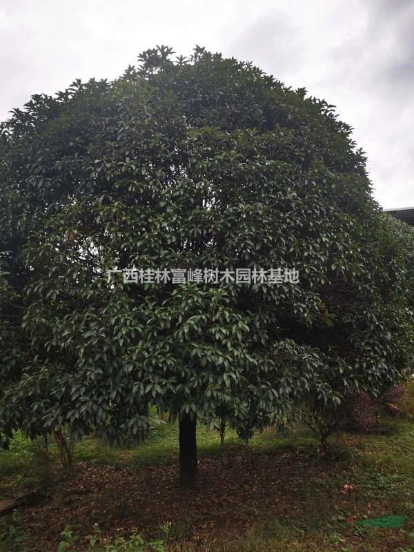 25公分精品桂花