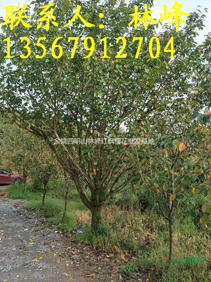 20公分樱花最多的基地