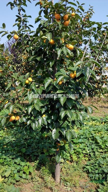 3公分柿子樹價格_山西公分柿子樹可以帶土球
