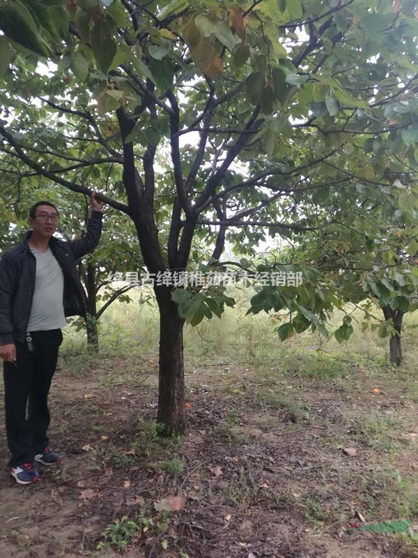 3公分柿子樹價格_山西公分柿子樹可以帶土球