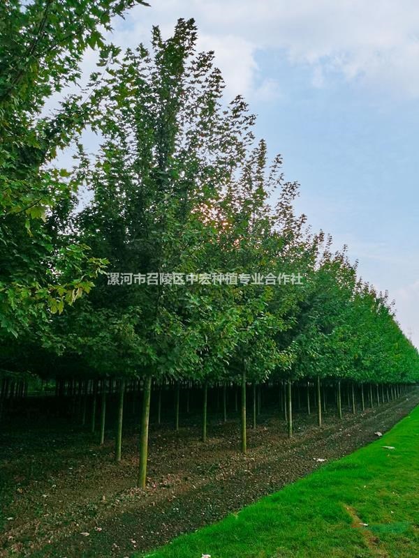 河南紅楓秋火焰是綠化城市園林的理想珍稀樹種之一