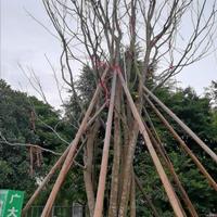 廣東地區低價供應大規格樸樹