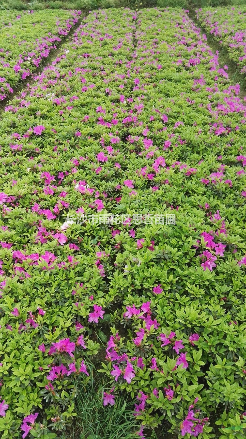 優(yōu)質(zhì)特價春鵑產(chǎn)地直銷  價格實惠 歡迎咨詢
