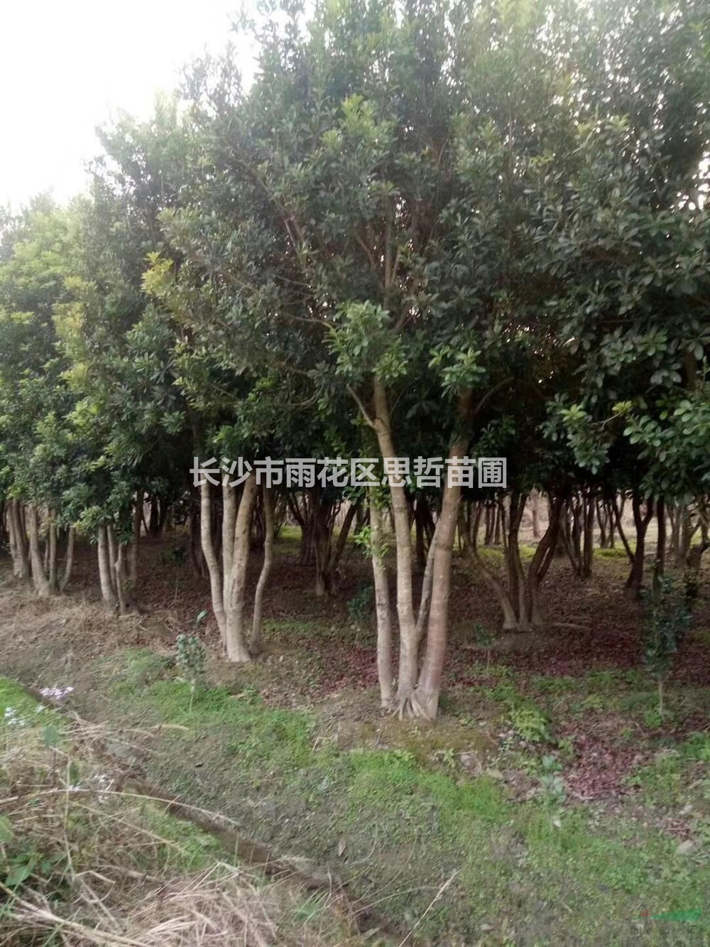 湖南多桿楊梅哪里好/哪家便宜  找思哲苗圃