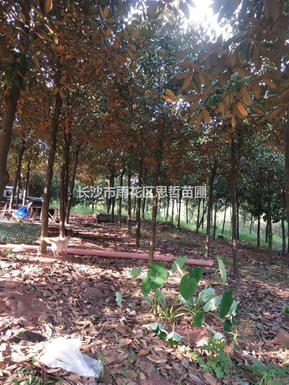 湖南廣玉蘭哪里好/哪家便宜