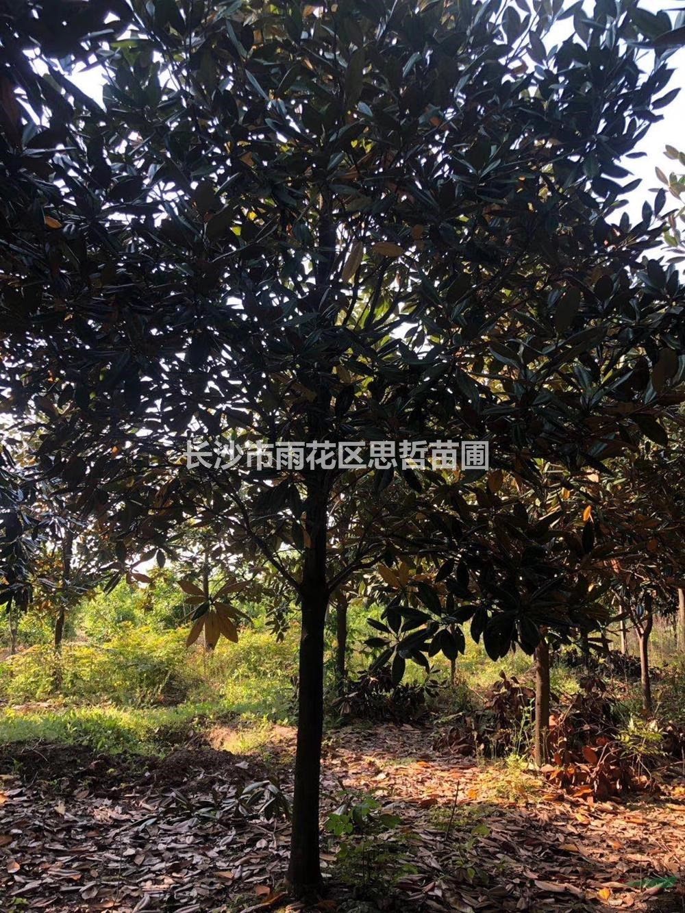 湖南廣玉蘭哪里好/哪家便宜
