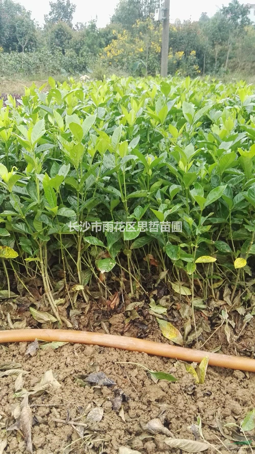 湖南供應(yīng)大葉梔子規(guī)格齊全 基地直供 