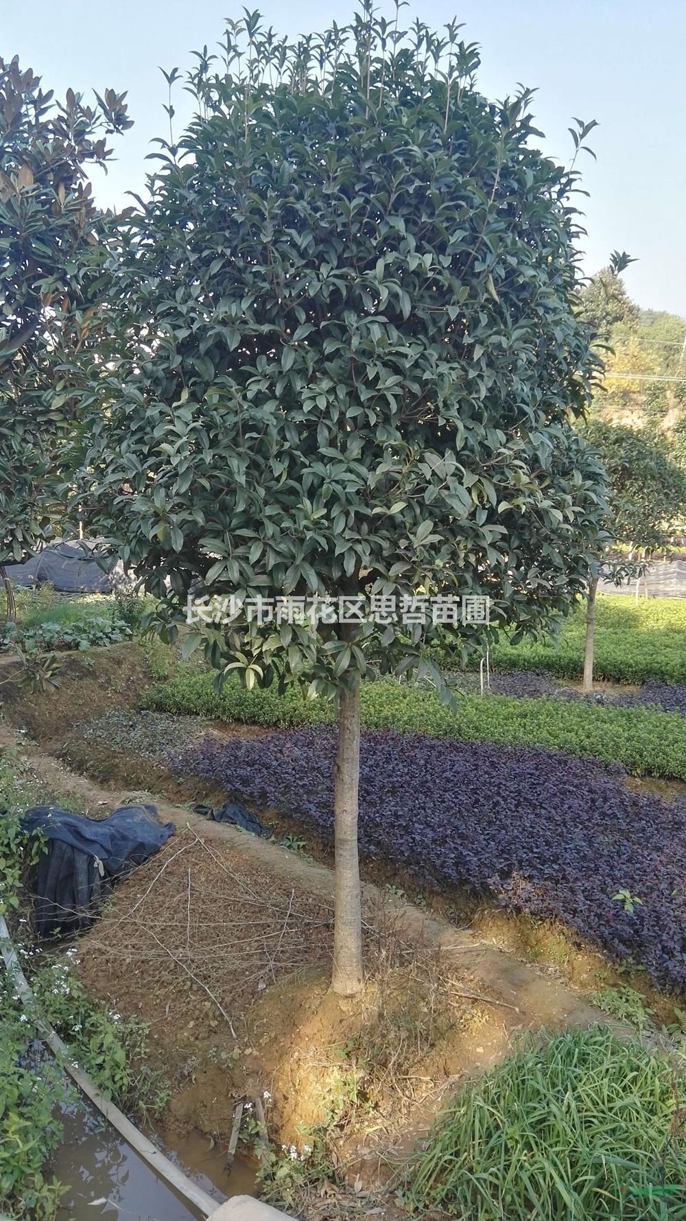湖南丹桂批發(fā)/供應(yīng) 價(jià)格實(shí)惠 歡迎來電