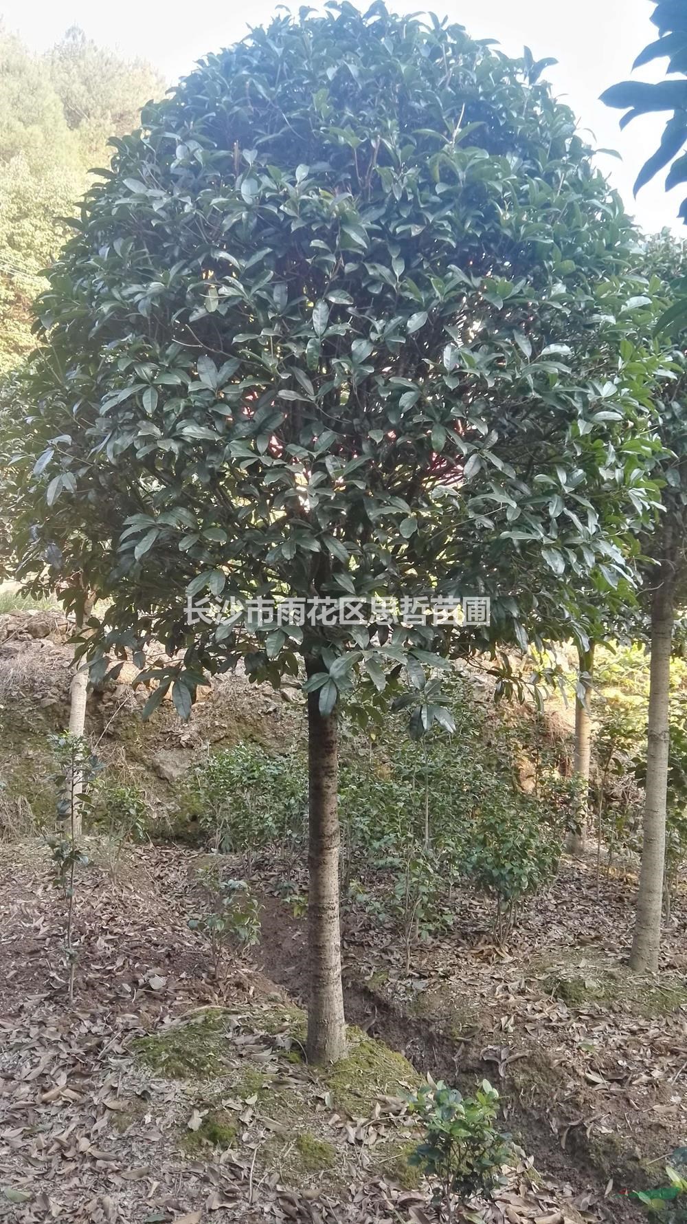 湖南丹桂批發(fā)/供應(yīng) 價(jià)格實(shí)惠 歡迎來電