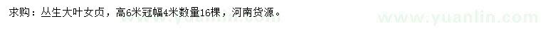 求購(gòu)高6米叢生大葉女貞