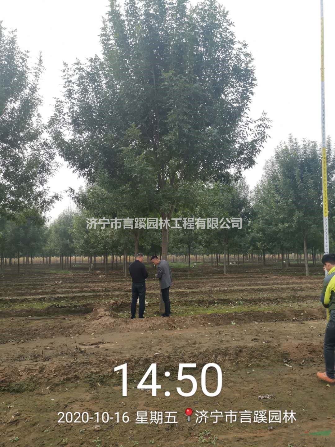 山東20公分白臘基地 20公分速生白蠟?zāi)睦锖?哪家便宜