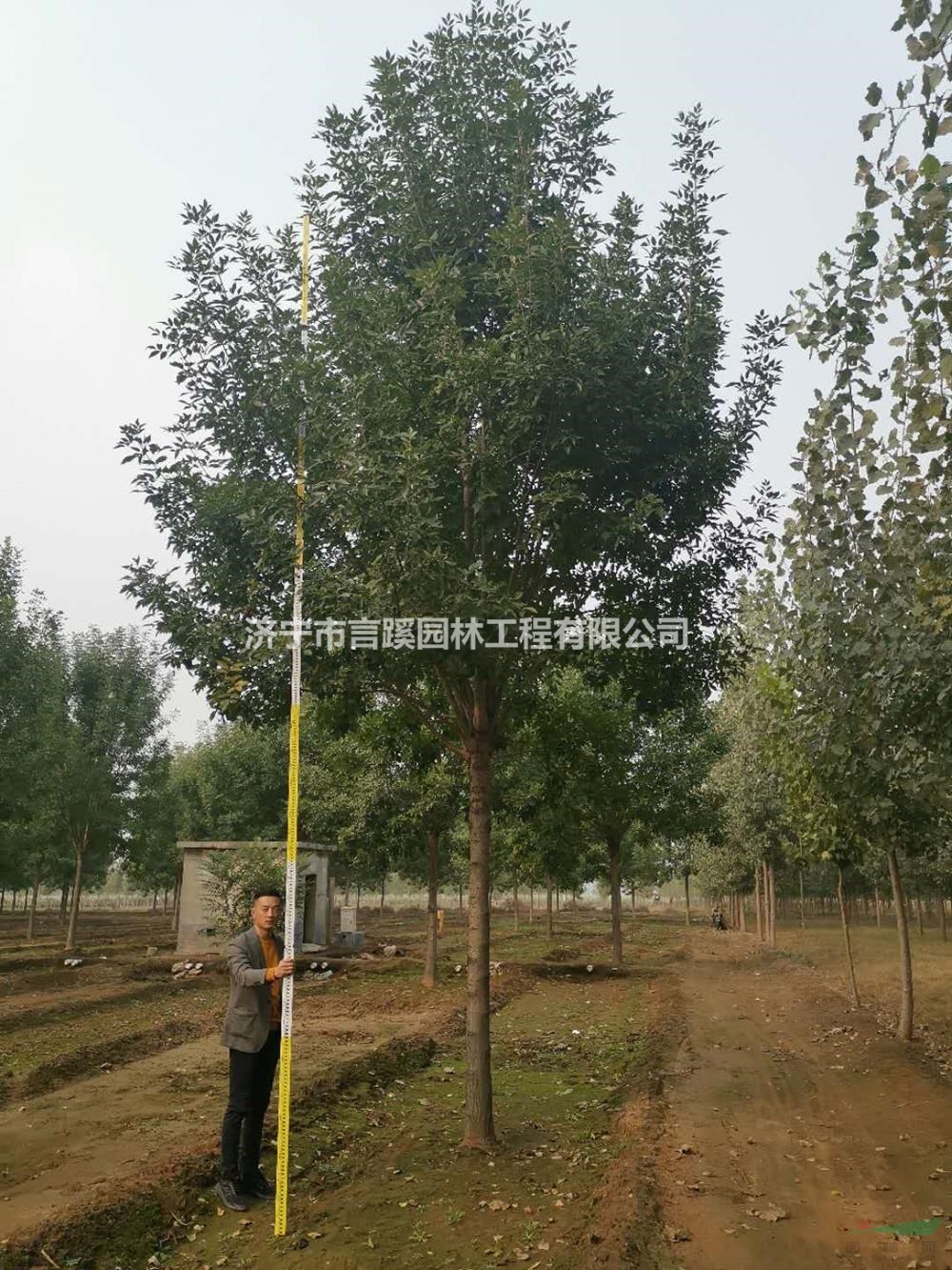 山東供應(yīng)18-20公分速生白蠟農(nóng)戶產(chǎn)地批發(fā) 白蠟真實(shí)貨源規(guī)格齊全
