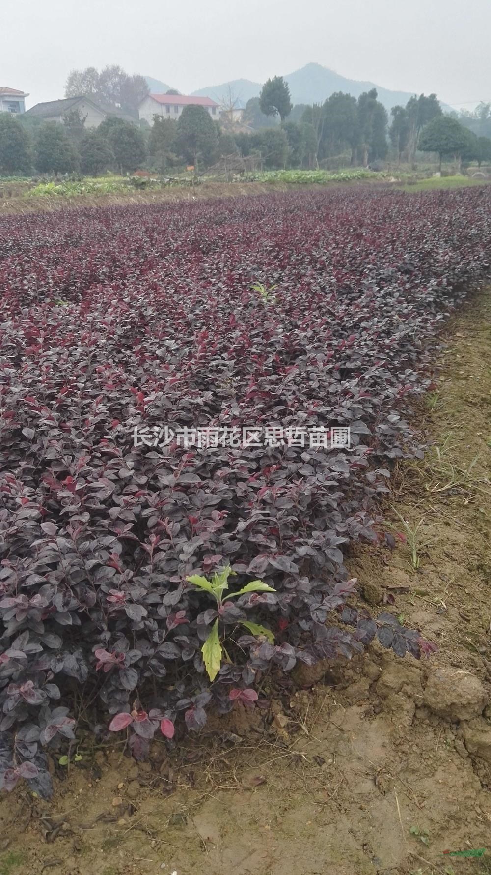 優(yōu)質(zhì)特價紅花繼木產(chǎn)地直銷