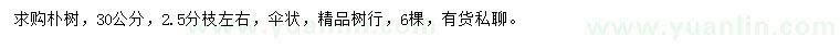 求購30公分樸樹