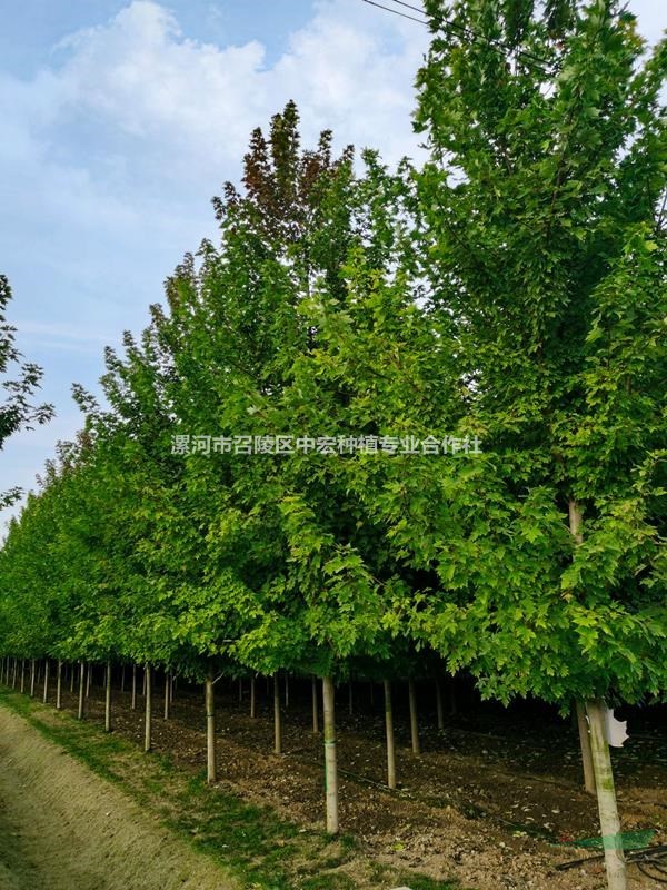 漯河紅楓基地10—12公分銀紅械工程苗