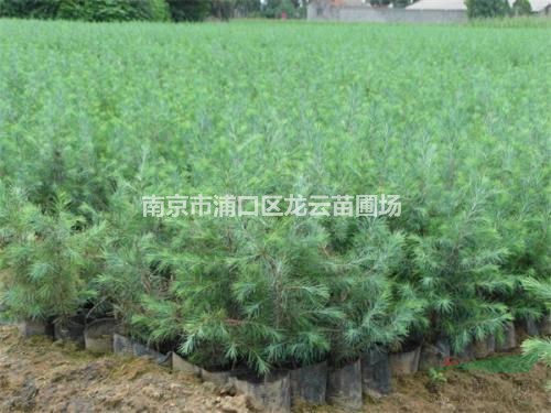 大量供應(yīng)南京2米雪松價格 湯泉雪松產(chǎn)地