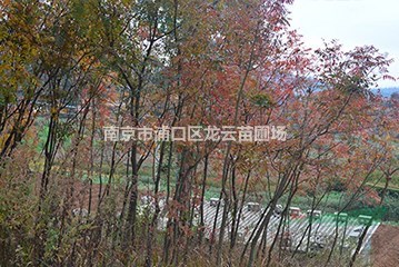 長期供應(yīng)15公分黃連木價(jià)格 南京黃連木基地