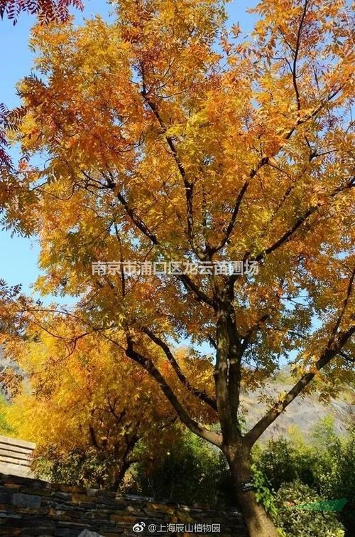 長期供應(yīng)15公分黃連木價(jià)格 南京黃連木基地