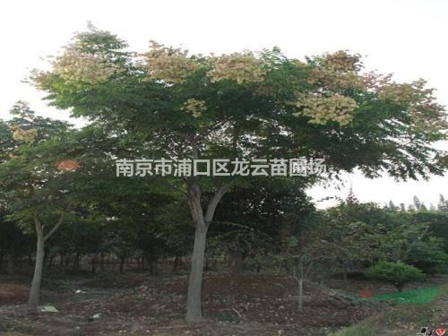 苗圃提供15公分 10公分欒樹(shù)價(jià)格 湯泉欒樹(shù)產(chǎn)地
