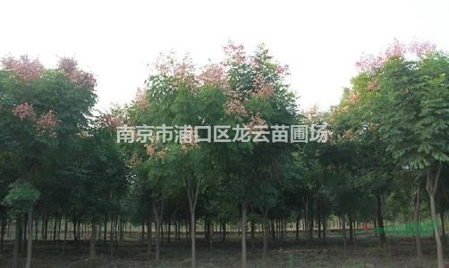 苗圃提供15公分 10公分栾树价格 汤泉栾树产地