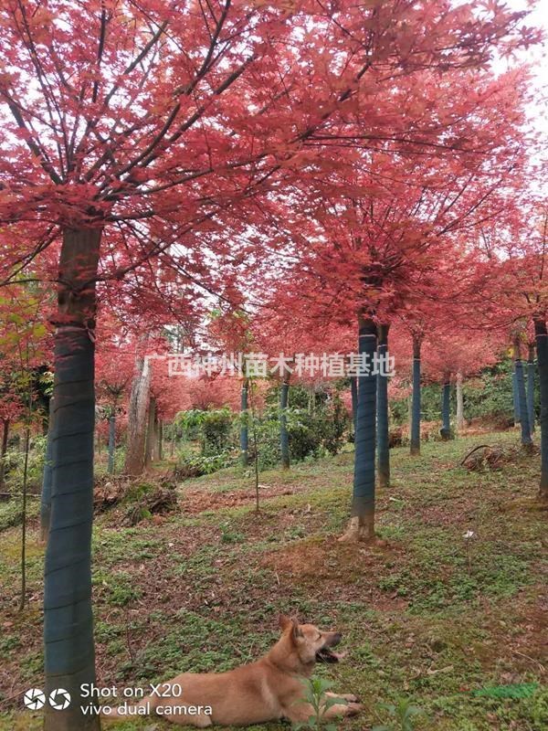 紅楓8公分12公分15公分哪里有