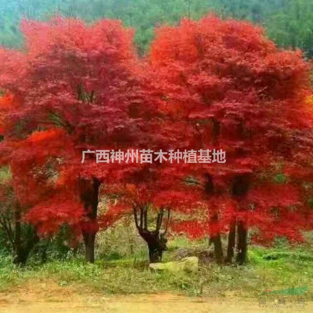 紅楓8公分12公分15公分哪里有