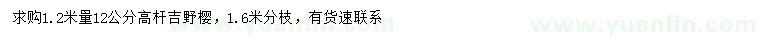 求購1.2米量12公分高桿吉野櫻