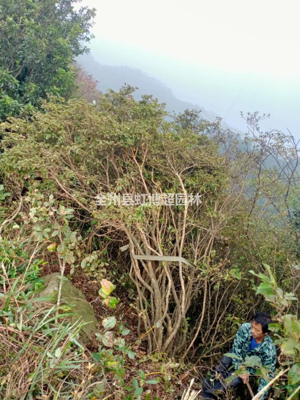 廣西桂林映山紅熟苗新報(bào)價(jià)