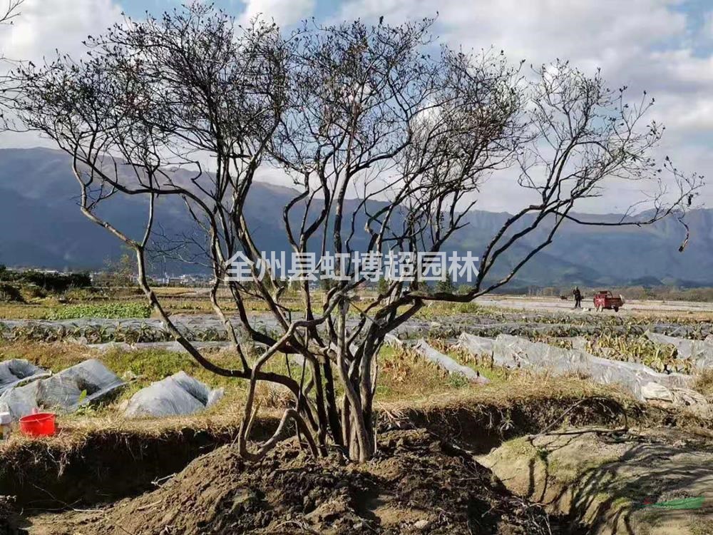 廣西桂林映山紅熟苗規(guī)格齊全/廣西映山紅價格優(yōu)惠