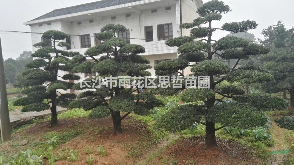 湖南供應(yīng)各種造型羅漢松  來(lái)電咨詢有折扣