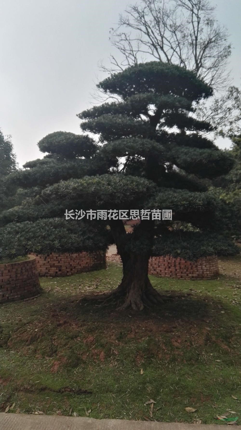 湖南供應(yīng)各種造型羅漢松  來(lái)電咨詢有折扣
