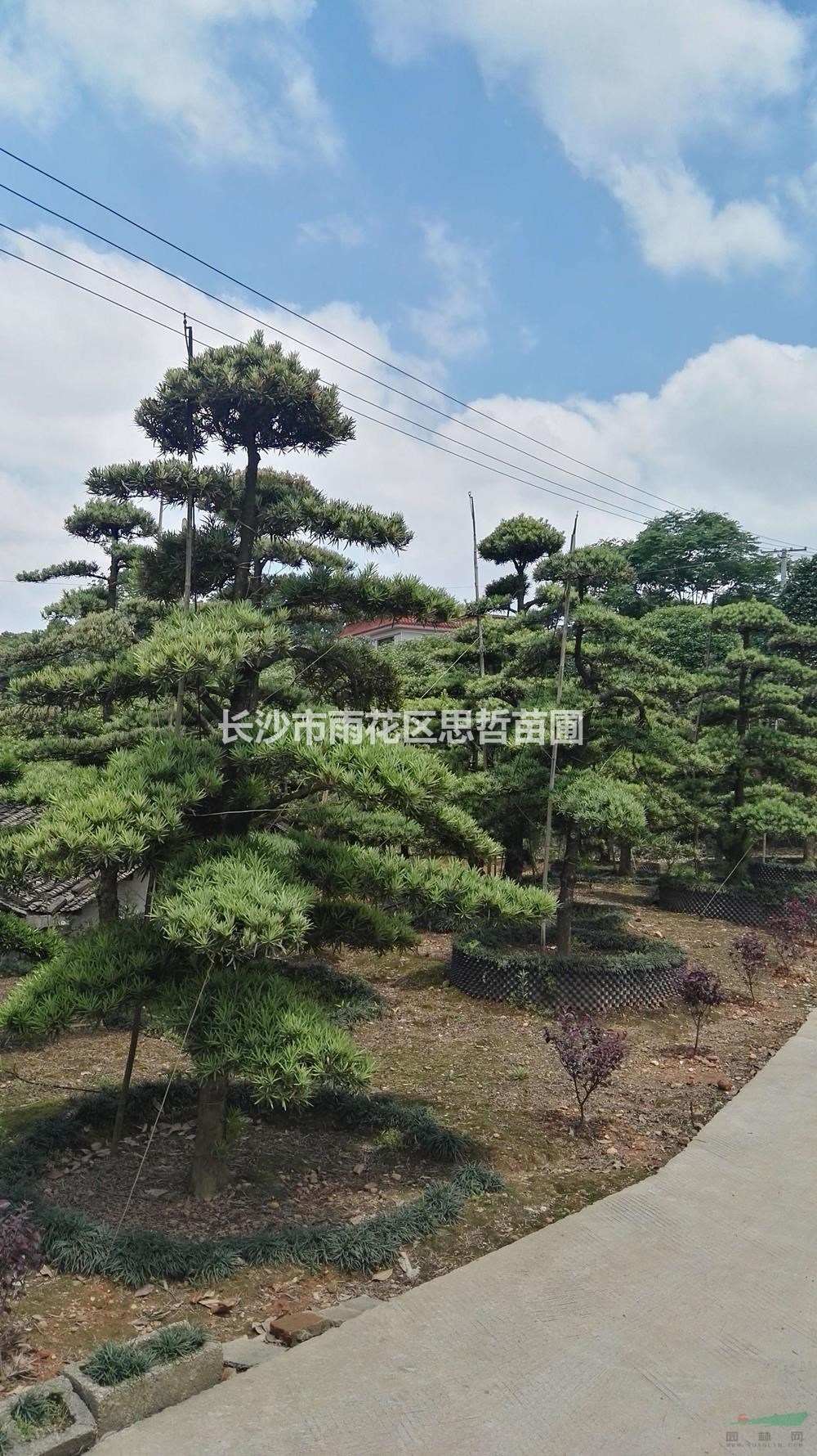 湖南造型羅漢松價(jià)格/報(bào)價(jià) 量大從優(yōu)