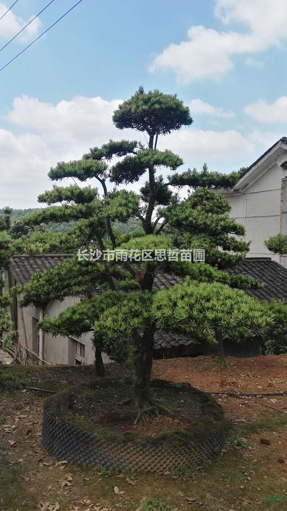 湖南造型羅漢松價(jià)格/報(bào)價(jià) 量大從優(yōu)