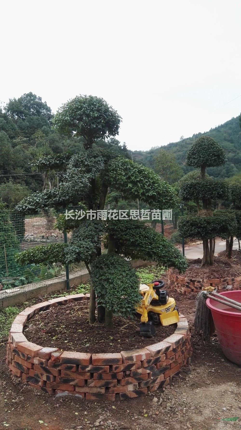 湖南供應(yīng)造型女貞樁規(guī)格齊全 形態(tài)多樣