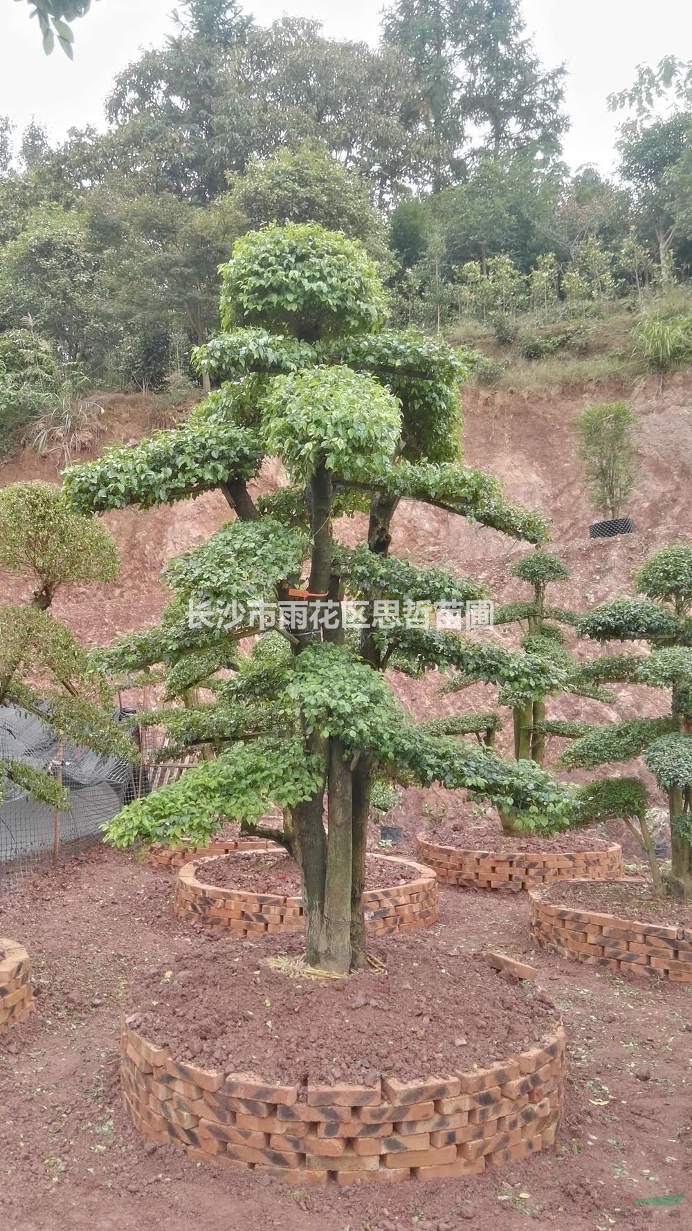 湖南供應(yīng)造型女貞樁規(guī)格齊全 形態(tài)多樣