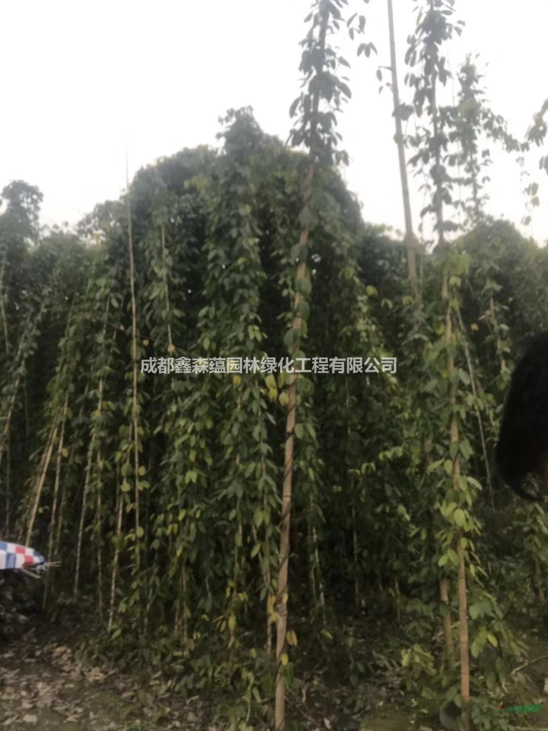 油麻藤種植基地 批發(fā)油麻藤 油麻藤工程苗