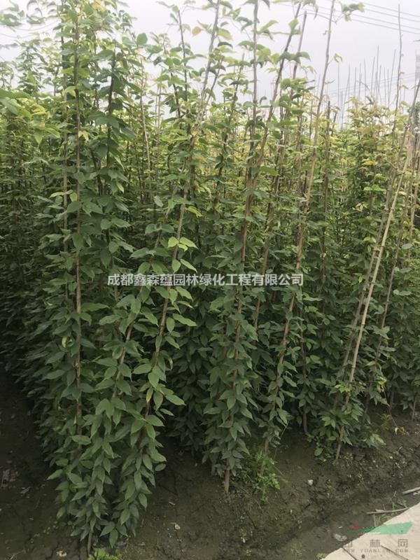 油麻藤種植基地 批發(fā)油麻藤 油麻藤工程苗