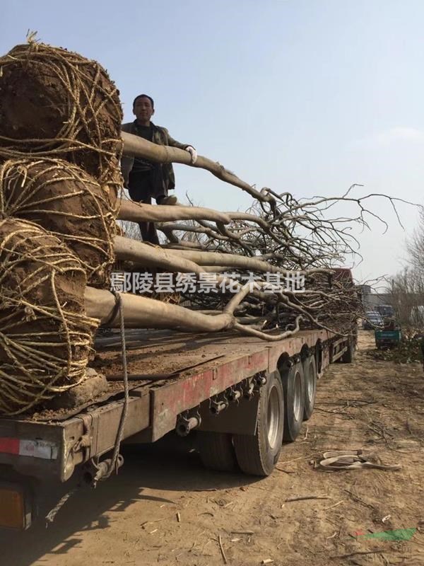 河南欒樹，欒樹基地，欒樹價格鄢陵欒樹